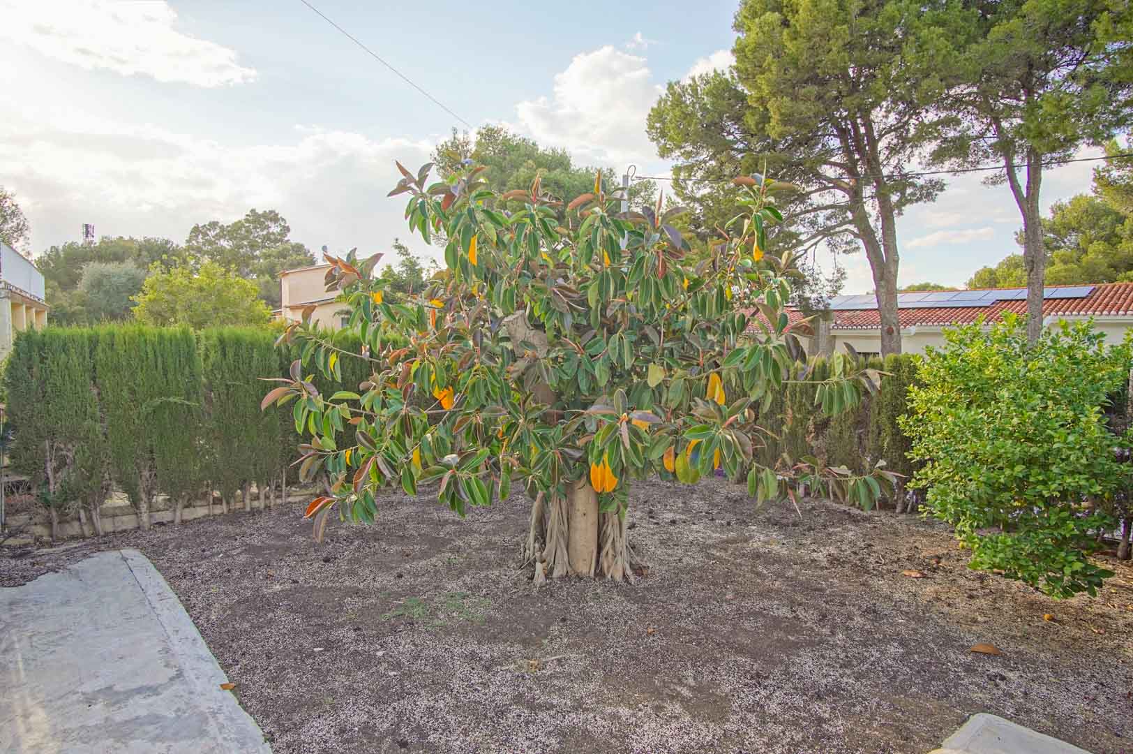 Mediterrane tuin met een volwassen rubberboom, omzoomd door cipressenhaag en pijnbomen in de rustige omgeving van Las Rotas.