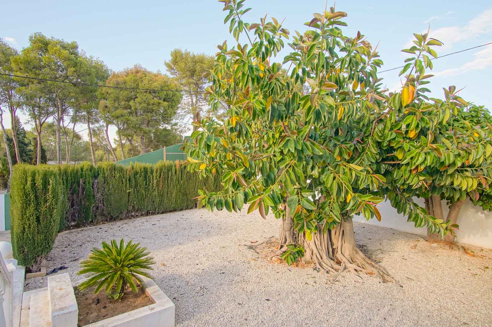 Onderhoudsvriendelijke tuin met grindvloer, een grote Ficus met luchtwortels en hoge cipressenheggen voor volledige privacy.