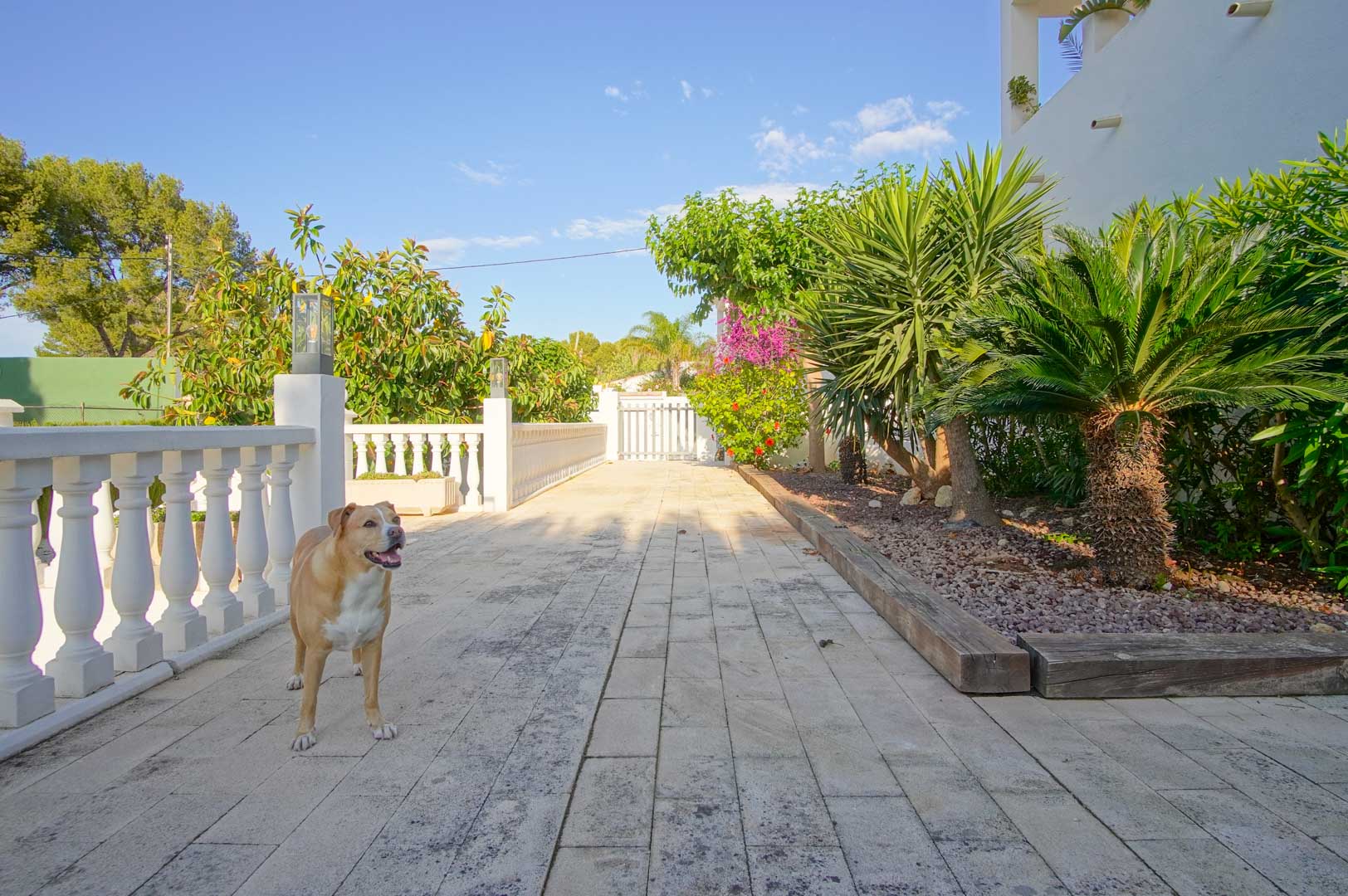 Ruim stenen terras met witte balustrade, omgeven door een mediterrane tuin met palmbomen, cycas en kleurrijke bougainvillea langs de witte gevel.