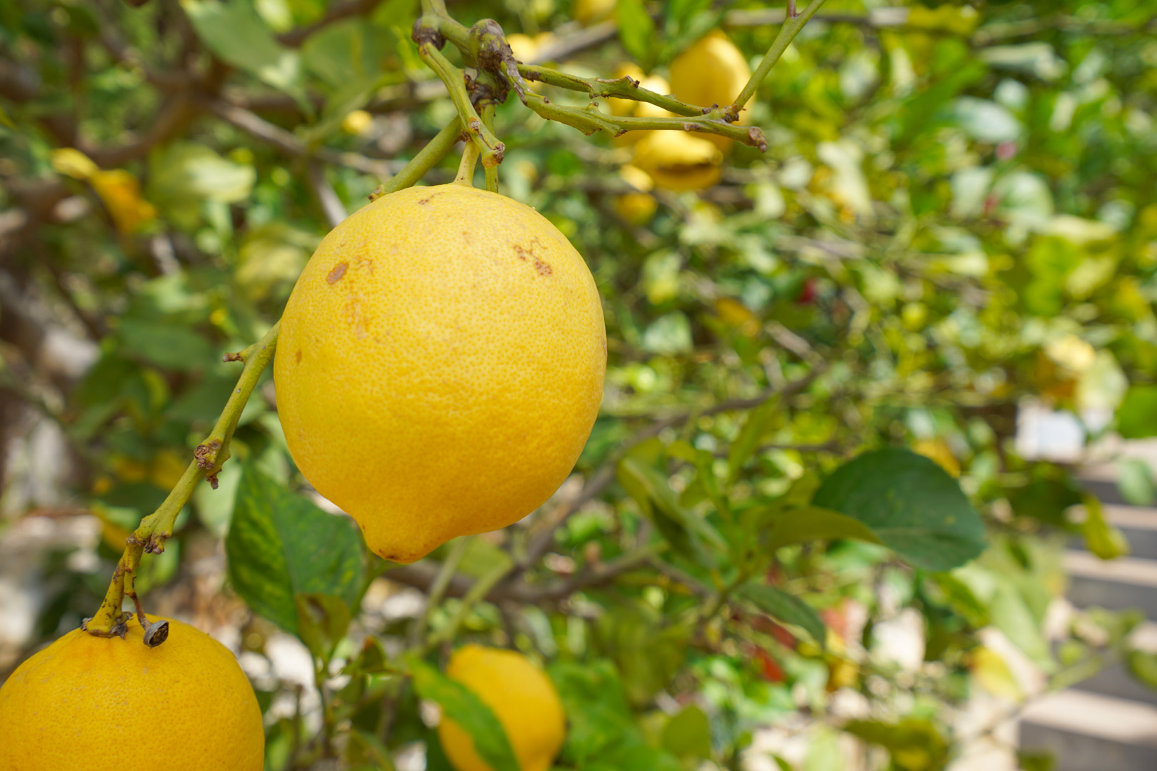 Detailopname van een citroenboom met rijpe vruchten op het noordterras van de villa, omringd door diverse mediterrane fruitbomen.