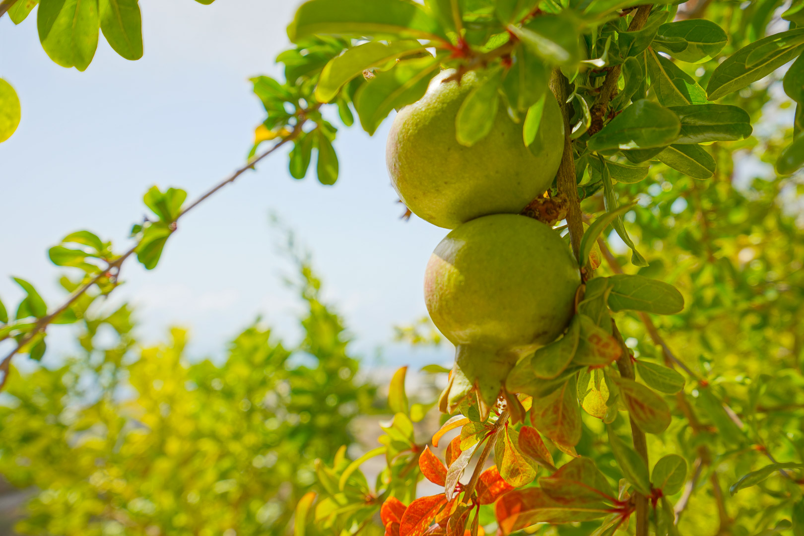 Detailopname van groene granaatappels die groeien aan een fruitboom op het noordelijk terras, omgeven door mediterraan gebladerte.
