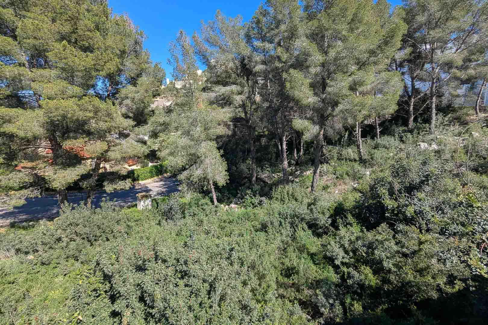 Uitzicht op de natuurlijke omgeving van het perceel in Monte Solana, met mediterrane pijnbomen en dichte inheemse vegetatie.