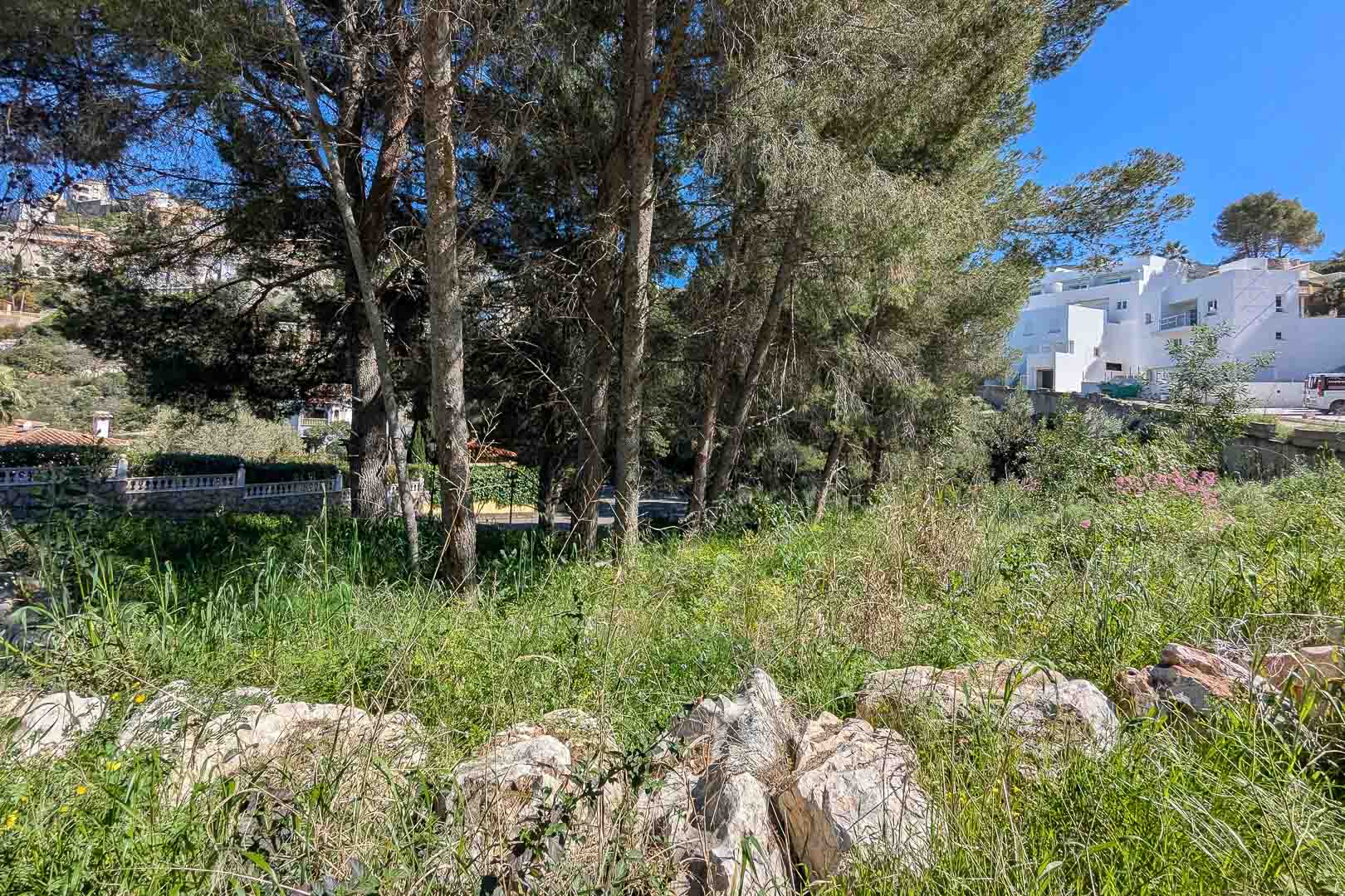 Uitzicht op het natuurlijke perceel in Monte Solana, met volwassen pijnbomen en wilde vegetatie, gelegen nabij moderne woningen onder een helderblauwe lucht.