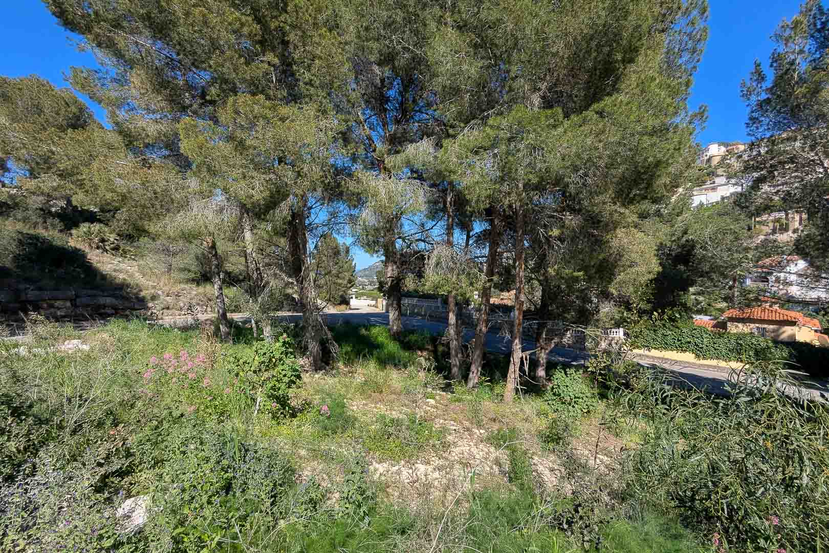 Verhoogd perceel in Monte Solana met volwassen pijnbomen en natuurlijke vegetatie, gelegen in een rustige omgeving met uitzicht op de heuvels.
