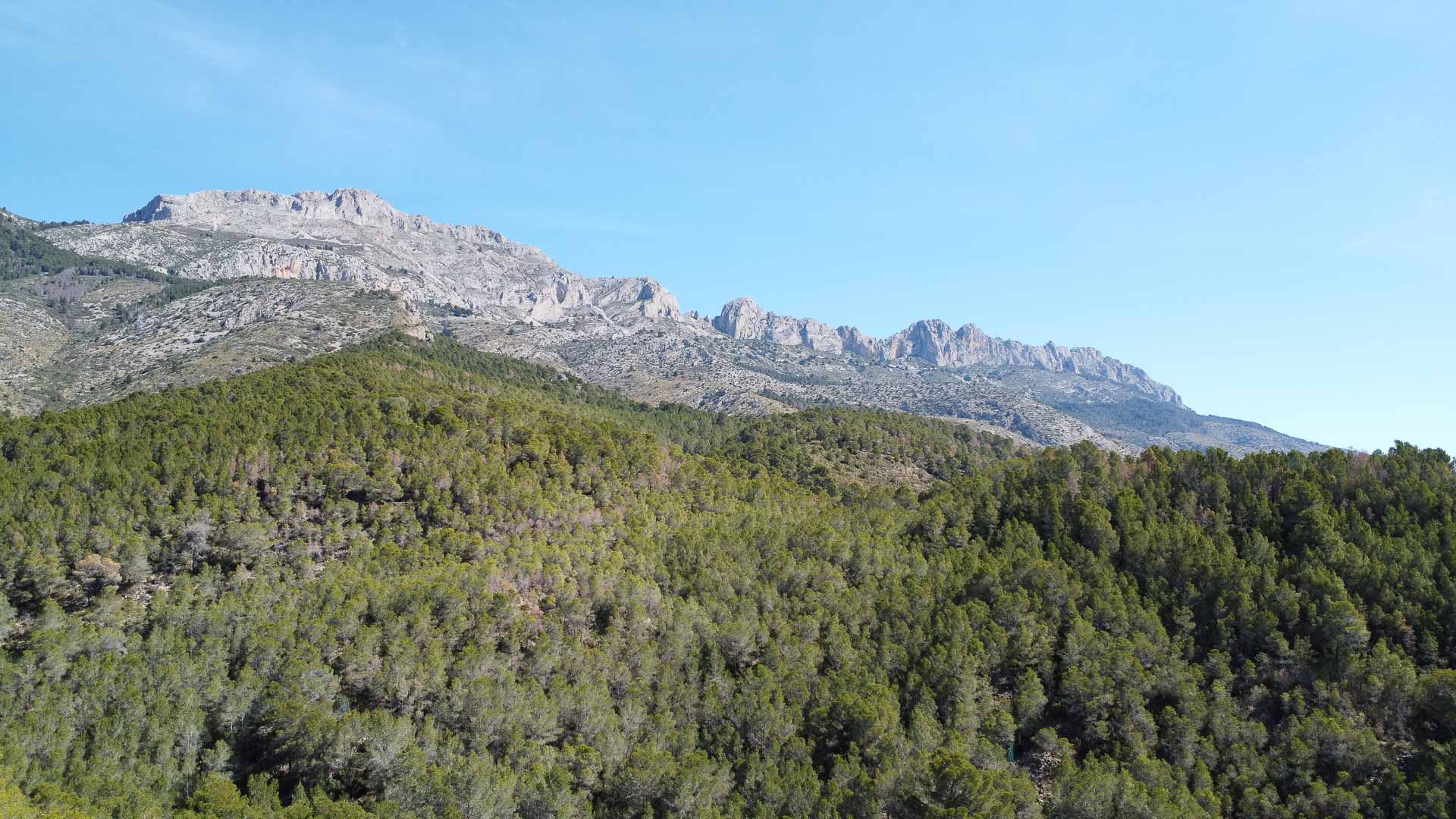 Panoramisch uitzicht op het Sierra Bernia-gebergte en het omliggende natuurlandschap, met een dicht dennenbos en kalkstenen bergtoppen.