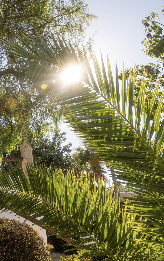 Close-up van palmbladeren met fel zonlicht, dat de weelderige mediterrane tuin laat zien.