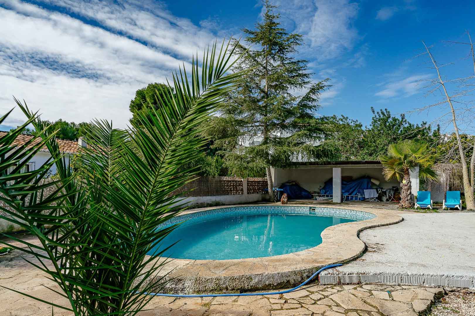 Privézwembad in niervorm met een stenen terras, omgeven door volgroeide mediterrane beplanting waaronder palmbomen en een overdekte buitenruimte.