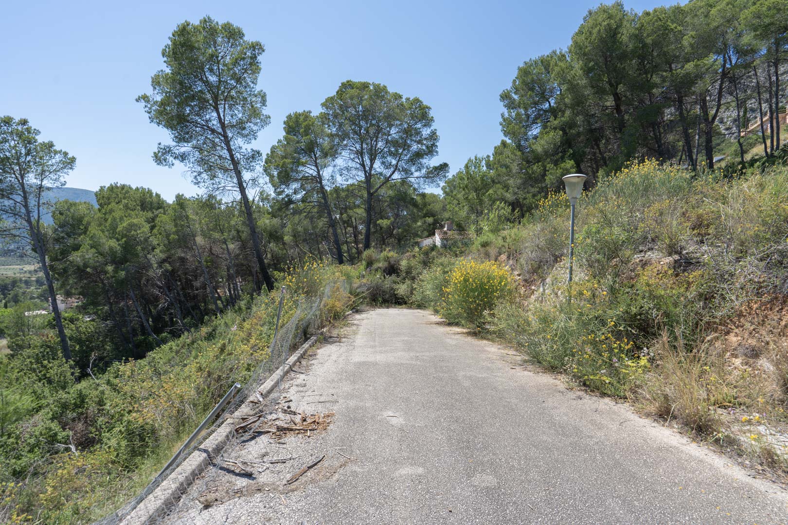 Geasfalteerde toegangsweg door een mediterraan dennenbos op de hooggelegen percelen in Alcalalí, de toekomstige locatie van Residencial VALL DE POP.
