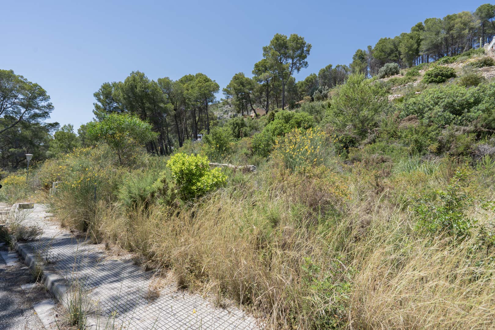 Hooggelegen bouwkavel met mediterrane vegetatie en pijnbomen, grenzend aan een verhard toegangspad in Alcalalí.