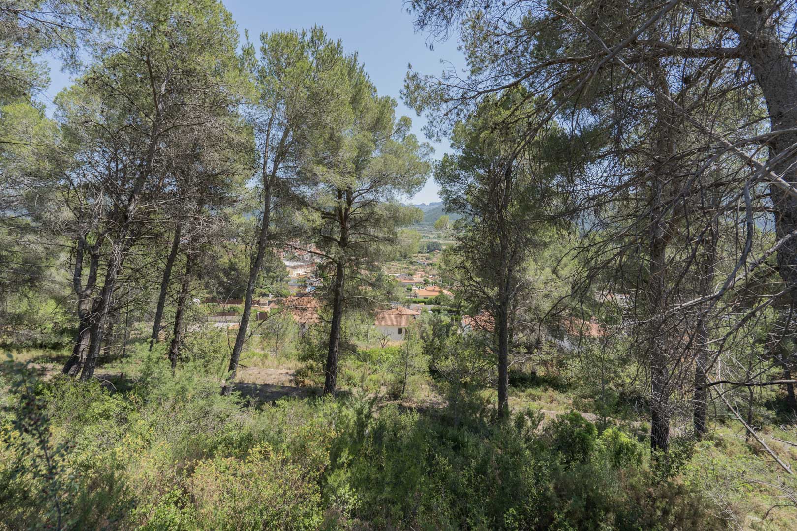 Panoramisch uitzicht op de Jalón-vallei en het dorp Alcalalí door een natuurlijk dennenbos dat de hoger gelegen percelen omringt.