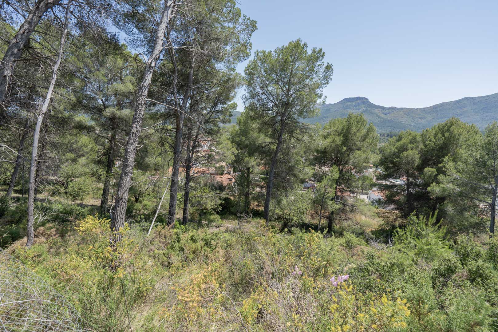 Panoramisch uitzicht vanaf het hoger gelegen perceel over het dorp Alcalalí, omgeven door inheemse pijnbomen en mediterrane vegetatie met bergen op de achtergrond.