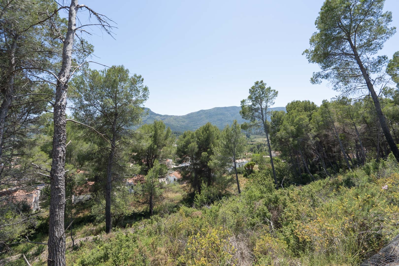 Panoramisch uitzicht vanaf de hooggelegen locatie in Alcalalí, met zicht op de omringende pijnbomen en de bergen van de Jalón-vallei.