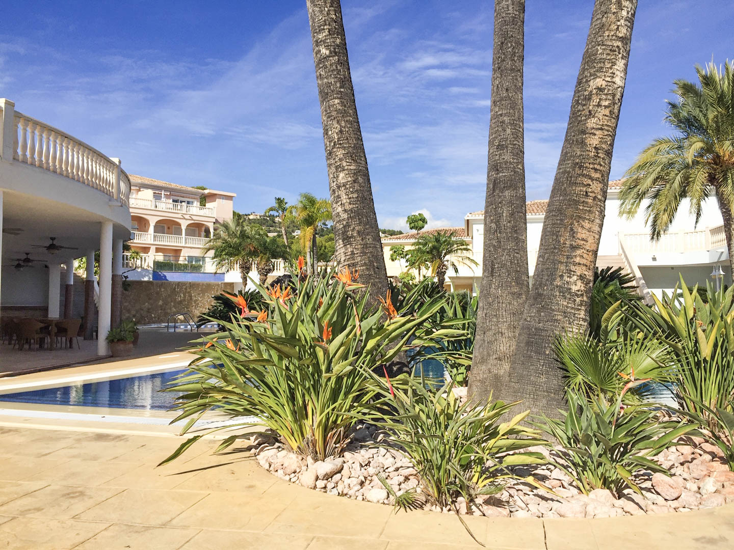 Mediterrane tuin met palmbomen en Strelitzia-bloemen bij het zwembad. Het geplaveide terras en de klassieke architectuur liggen onder een helderblauwe lucht.