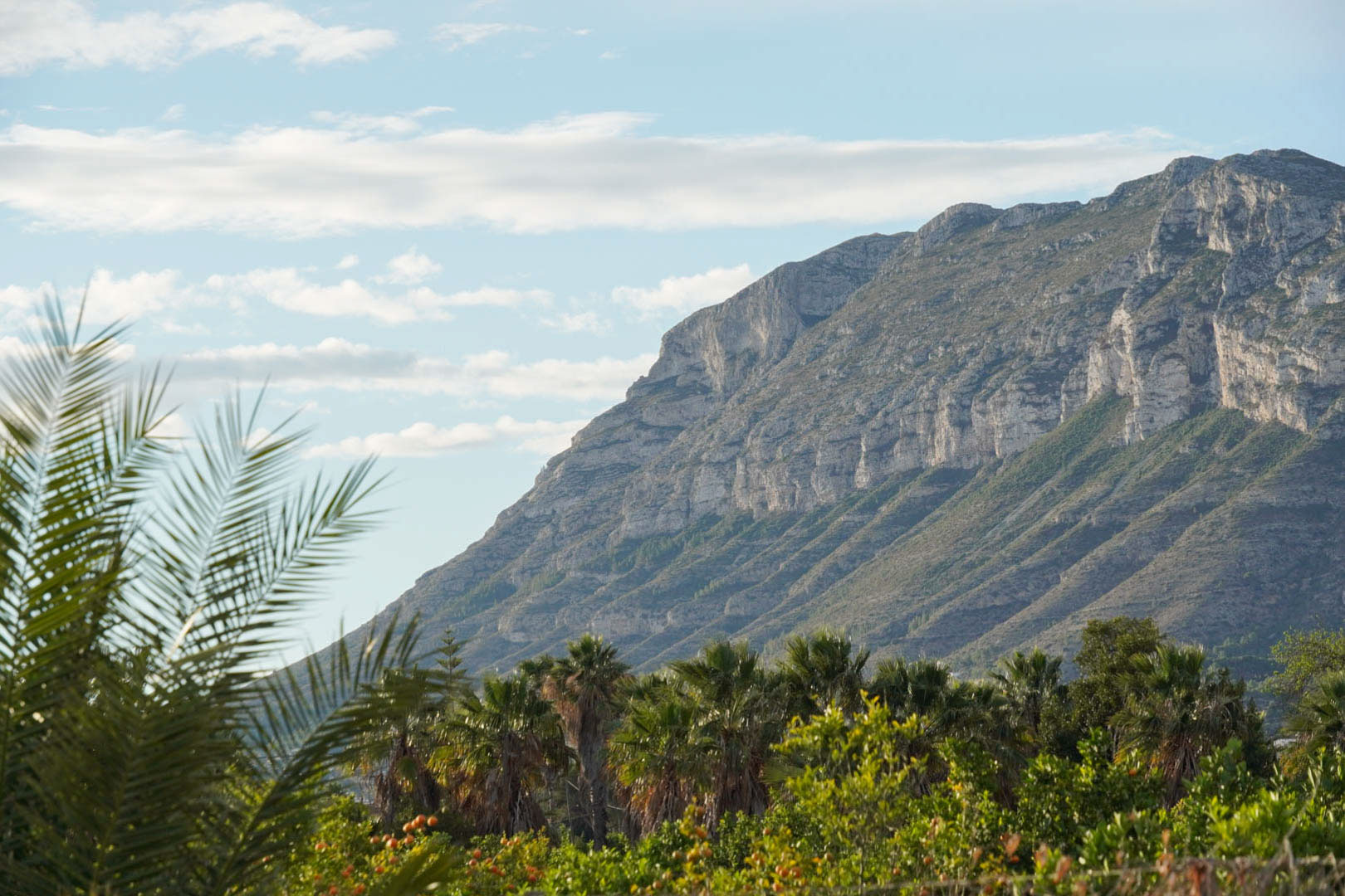 Panoramisch uitzicht op het Montgó-gebergte, omringd door mediterrane palmen en fruitbomen onder een heldere hemel in Dénia.