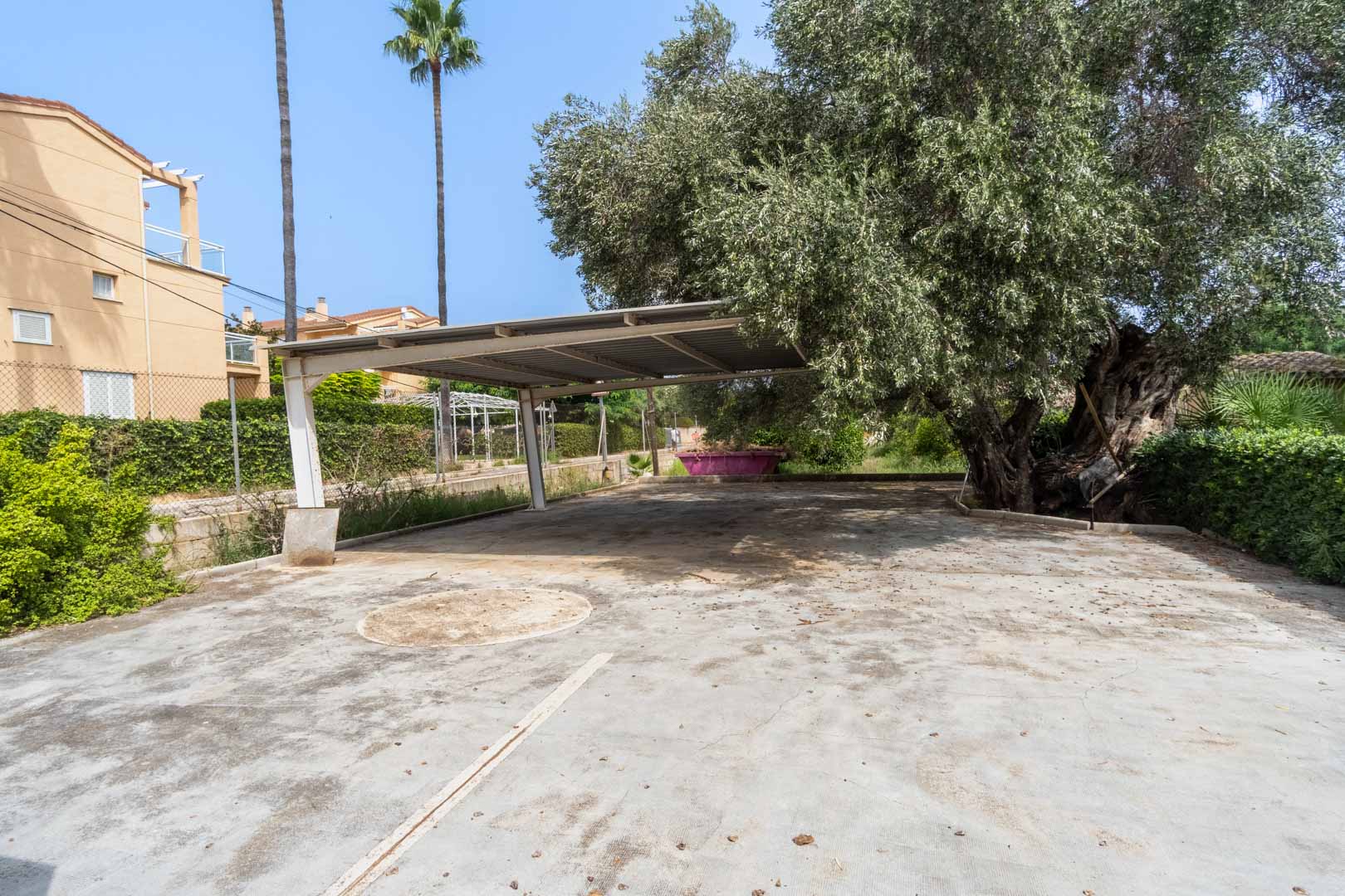 Ruime buitenparkeerplaats met betonnen verharding, voorzien van een metalen carport en omgeven door mediterrane beplanting en een karakteristieke olijfboom.
