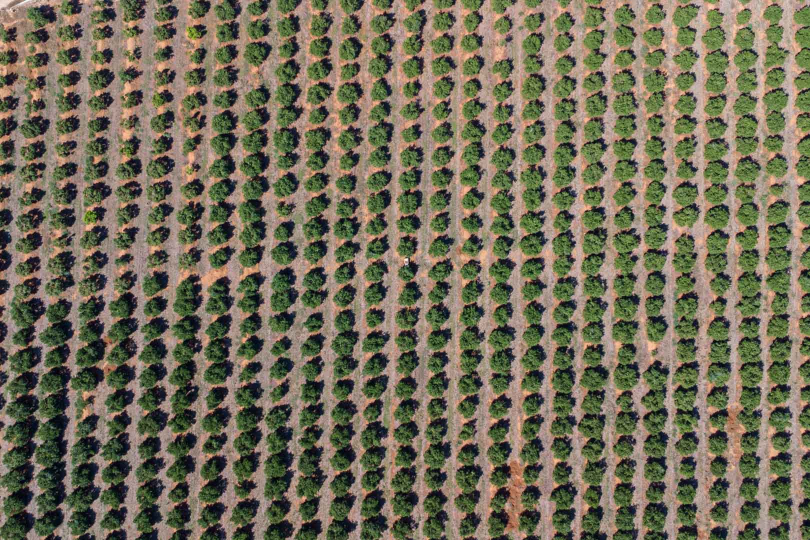 Bovenaanzicht van de uitgestrekte citrusplantage, met de symmetrische rijen bomen op de vruchtbare landbouwgrond van het perceel.