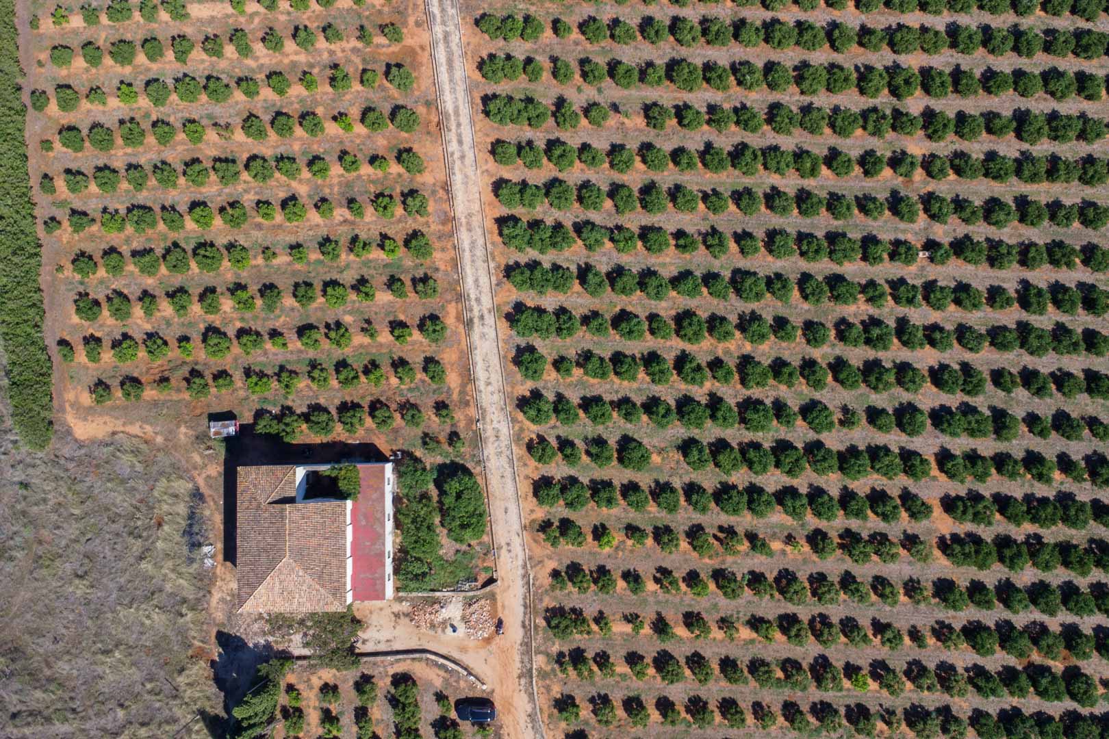 Bovenaanzicht van het uitgestrekte landbouwperceel met georganiseerde rijen fruitbomen en het centrale toegangspad naar het landhuis.