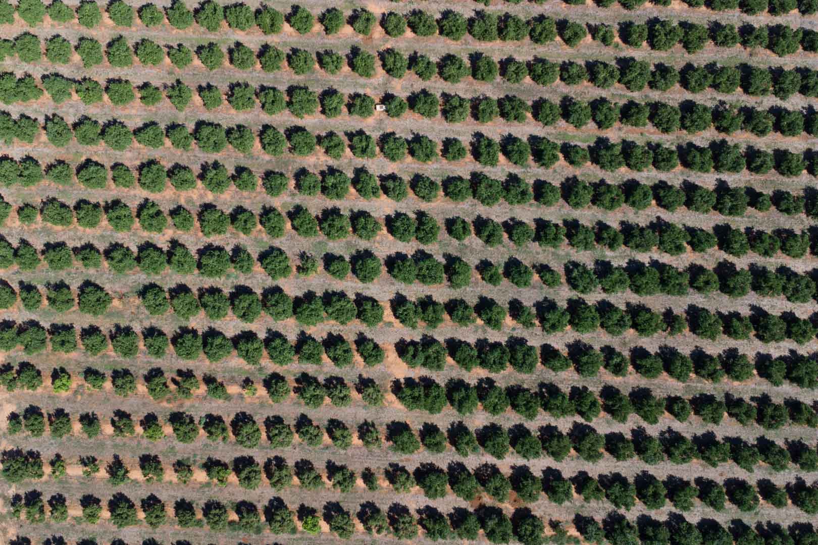 Zenitaal bovenaanzicht van het uitgestrekte landbouwperceel met symmetrische rijen fruitbomen op vlakke, vruchtbare grond in Dénia.