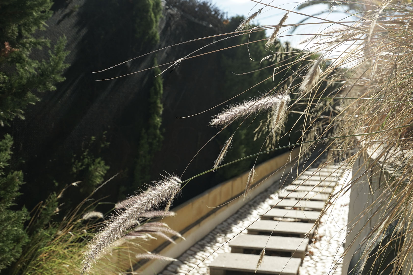 Tuinpad met rechthoekige stapstenen in wit grind, omzoomd door siergrassen en een hoge cipressenhaag in het natuurlijke licht.