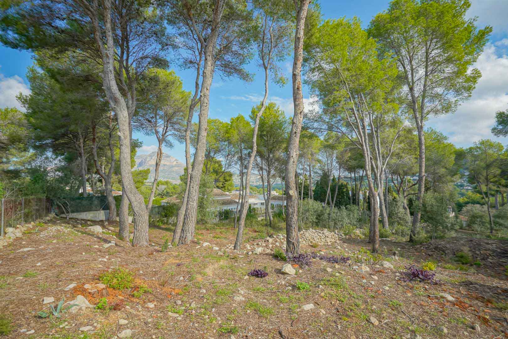 Verhoogd bouwperceel met volwassen pijnbomen en uitzicht op de Montgó. Het terrein beschikt over natuurlijke stenen elementen en inheemse mediterrane beplanting.