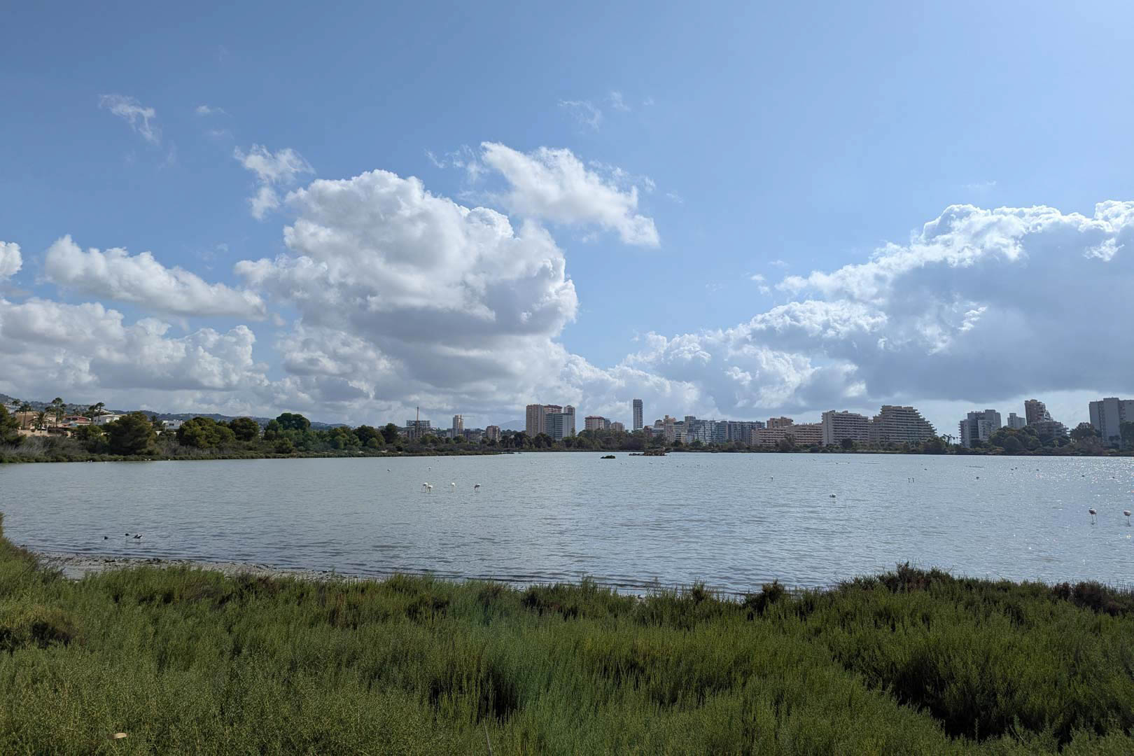 Panoramisch uitzicht op de zoutpannen van Calpe met flamingo's in hun natuurlijke omgeving en de skyline van de stad op de achtergrond.
