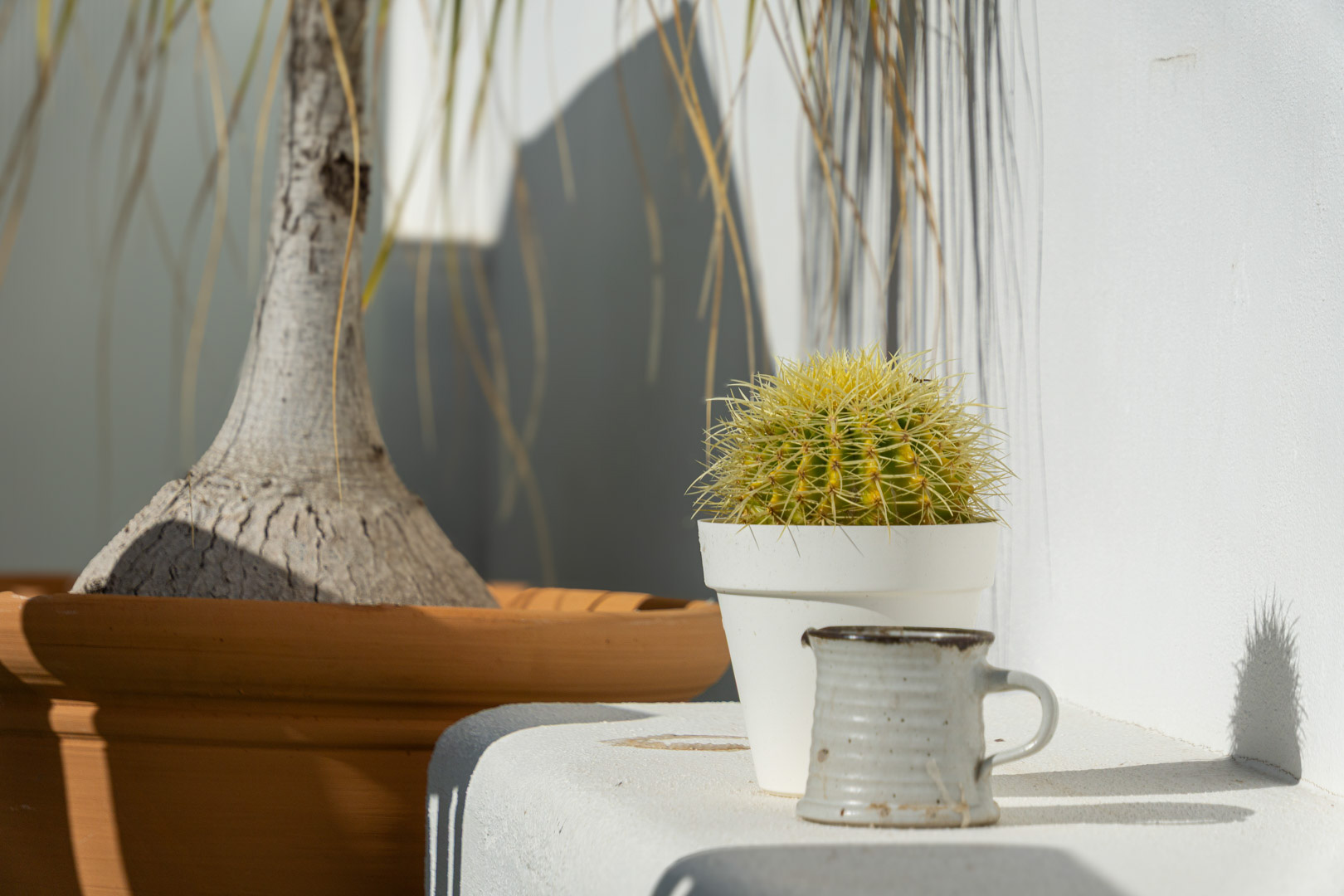 Decoratief detail op het terras met een cactus in een witte pot en keramiek tegen een witgekalkte muur, geaccentueerd door het heldere mediterrane zonlicht.