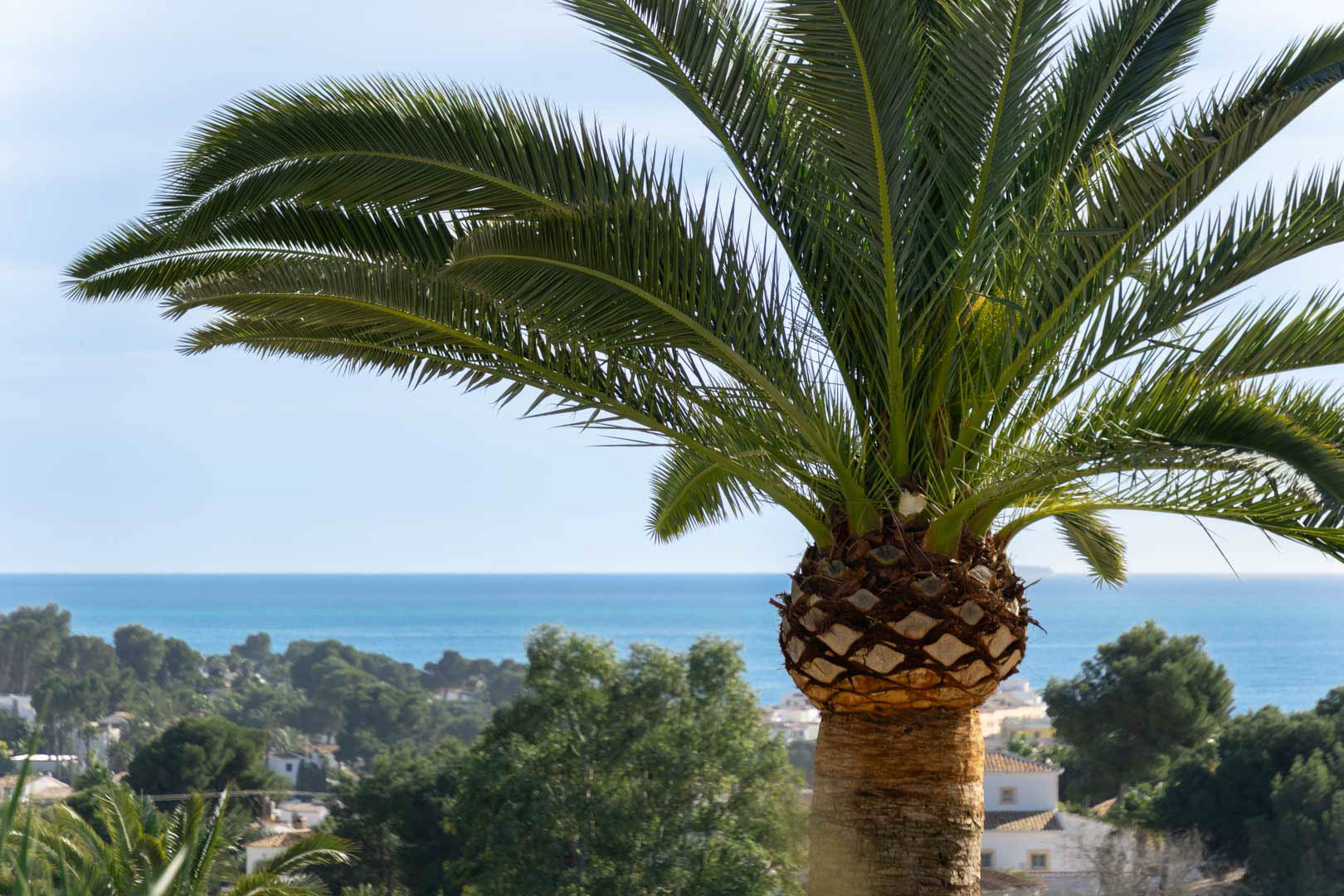 Panoramisch uitzicht op de Middellandse Zee, omlijst door een volwassen palmboom, uitkijkend over het kustlandschap en de woonwijk van Moraira.