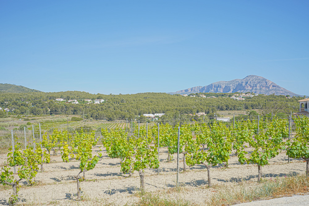 Uitzicht op een privévijngaard met rijen wijnstokken, grenzend aan een mediterraan bos met panoramisch zicht op het Montgó-gebergte.