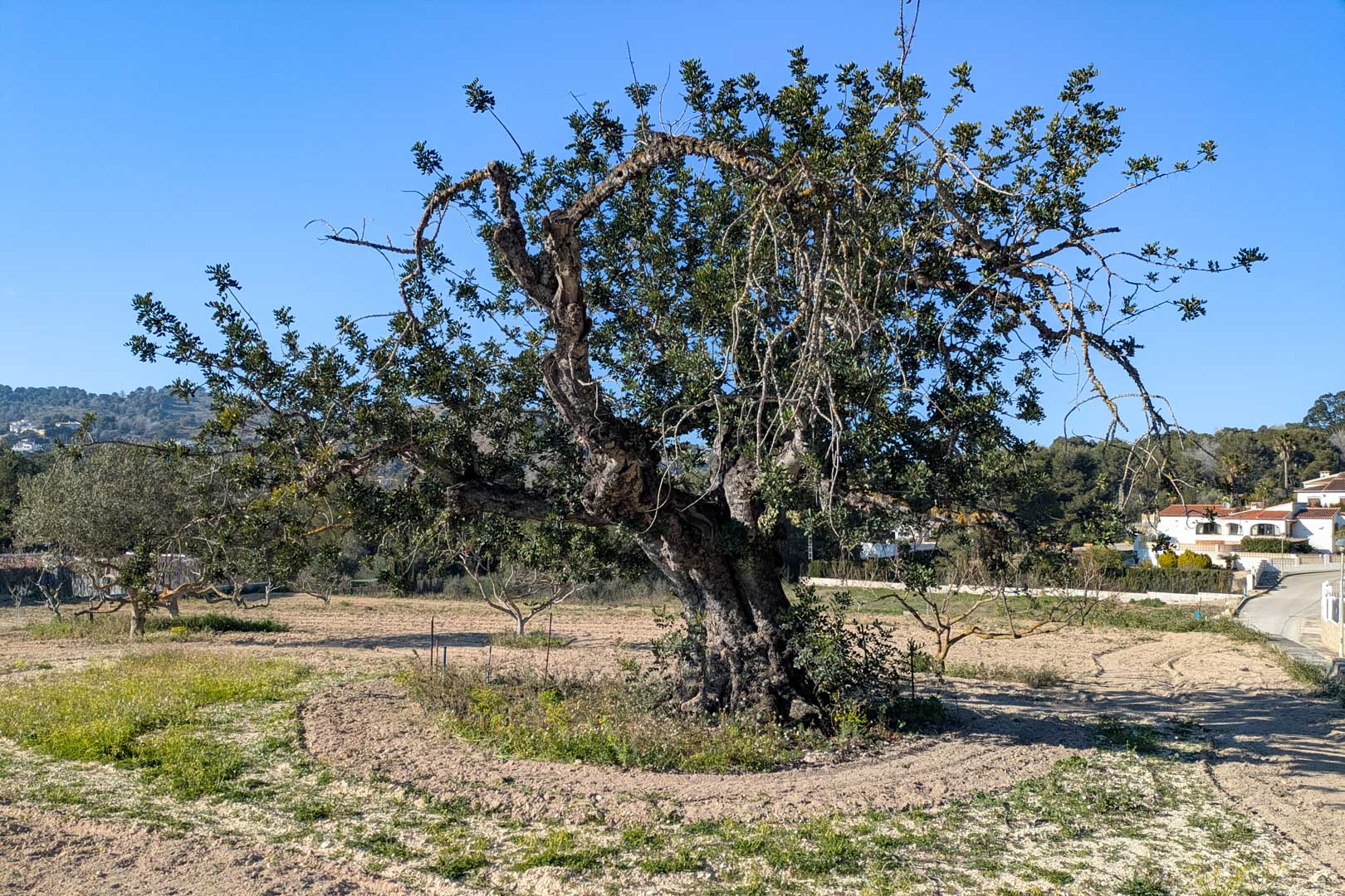 Een eeuwenoude johannesbroodboom staat centraal op het vlakke rustieke perceel, omringd door bewerkte grond en vrij uitzicht op de heuvels van Jávea.