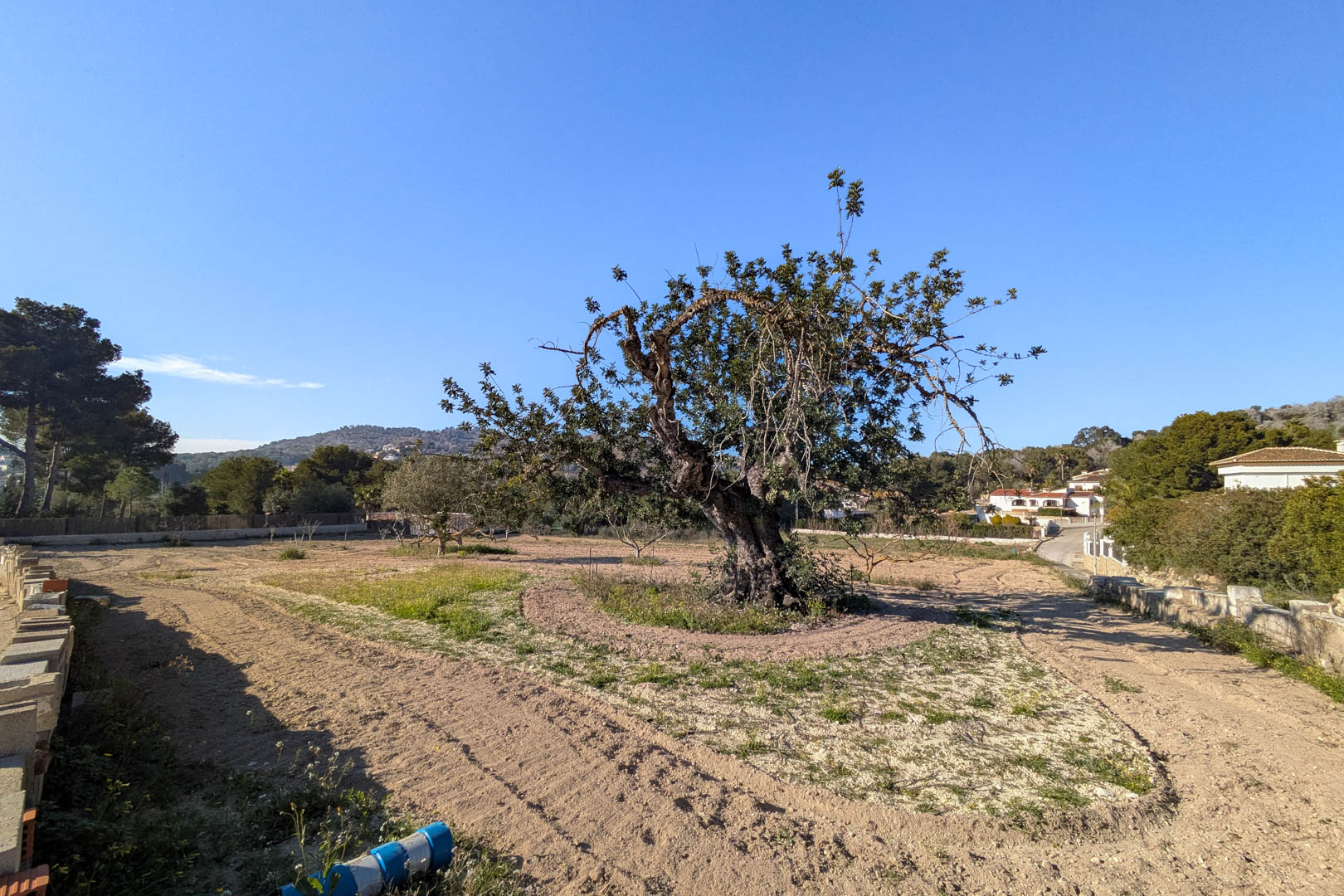 Vlak rustiek perceel met een karakteristieke oude johannesbroodboom, omgeven door mediterrane natuur en vrij uitzicht op de nabijgelegen heuvels.