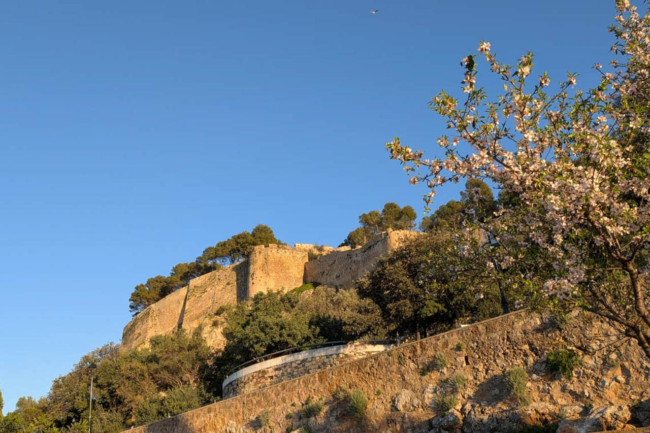 Uitzicht op het historische kasteel van Dénia onder een helderblauwe hemel, omlijst door bloeiende amandelbomen en de mediterrane begroeiing langs de stenen muren.