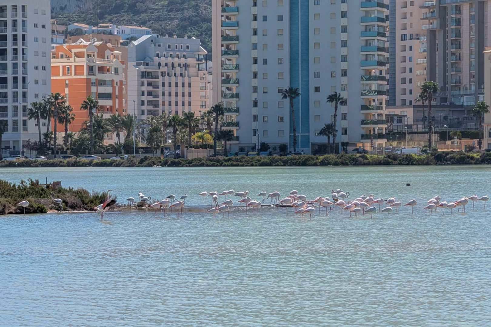 Uitzicht op de zoutpannen van Calpe met flamingo's, gelegen nabij de moderne woongebouwen en het karakteristieke kustlandschap.