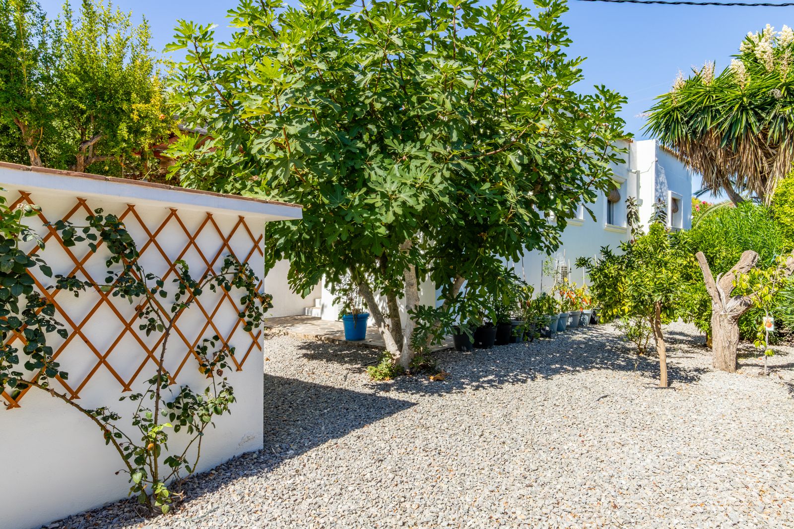 Onderhoudsvriendelijke mediterrane tuin met grind, een volgroeide vijgenboom en witte muren voorzien van houten klimplantenrekjes.