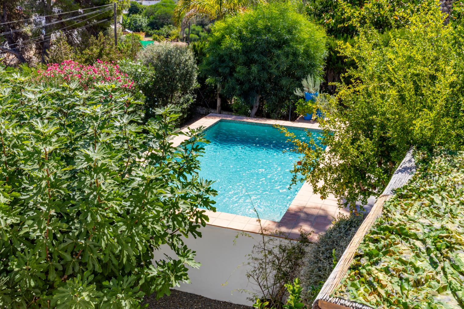 Privézwembad omgeven door volwassen mediterrane beplanting, waaronder vijgenbomen en oleanders, wat zorgt voor optimale privacy en rust.