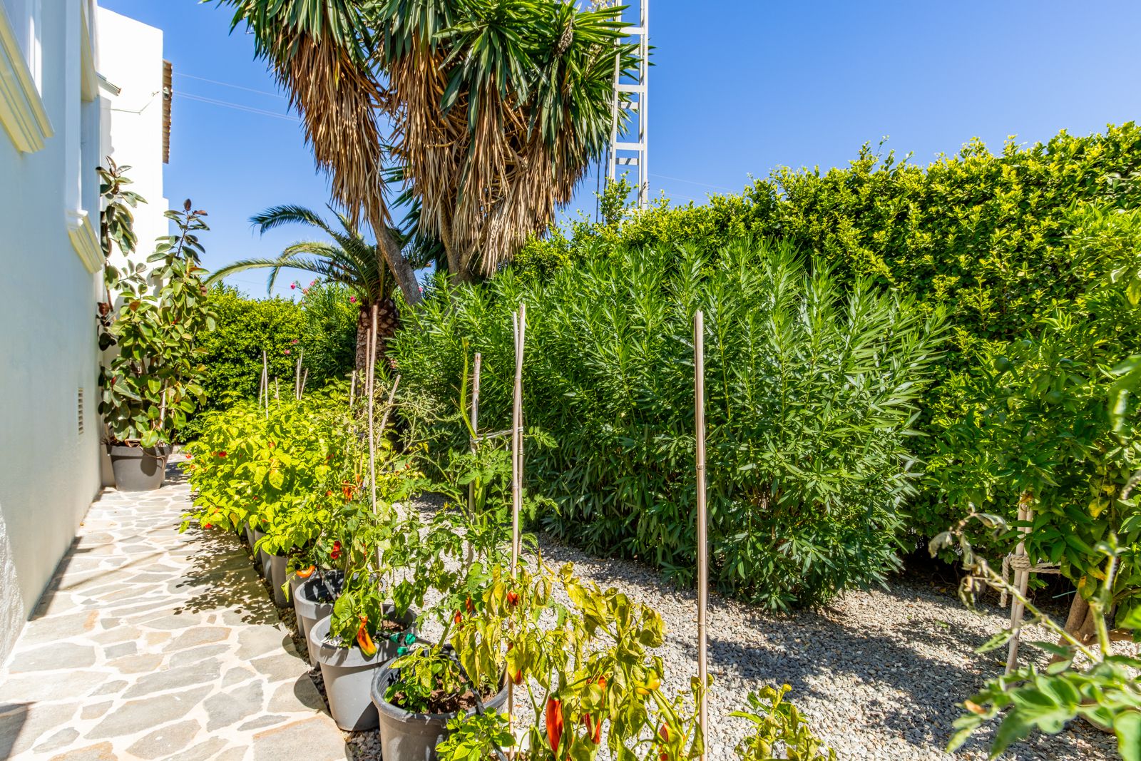 Zijpad van natuursteen met een moestuin in potten, omgeven door volgroeide hagen en palmbomen die zorgen voor optimale privacy.