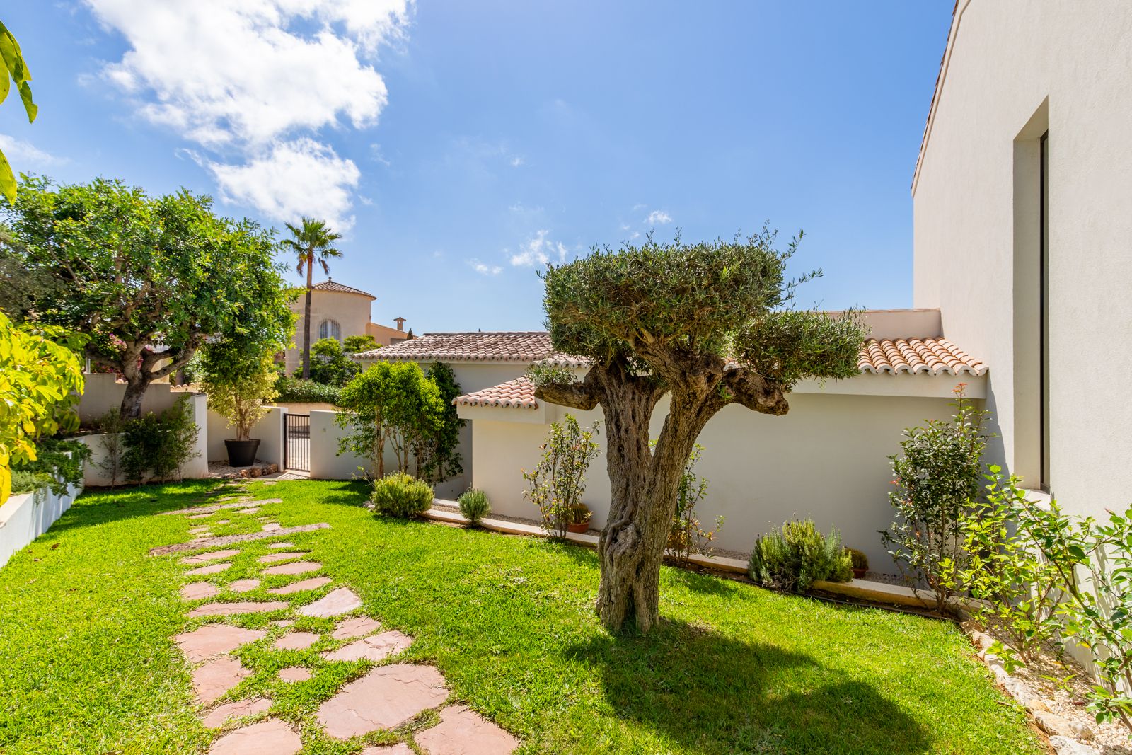 Mediterrane tuin met een verzorgd gazon, een karakteristieke olijfboom en een pad van natuursteen dat naar de witte villa leidt.