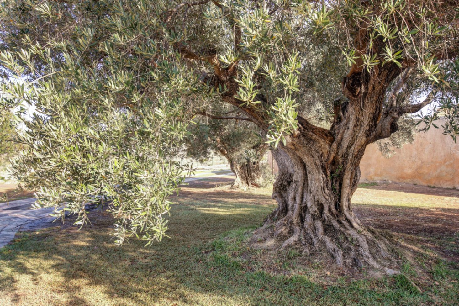 Eeuwenoude olijfboom met een knoestige stam in de tuin van het landgoed, omgeven door gazon en stenen paden in het natuurlijke daglicht.