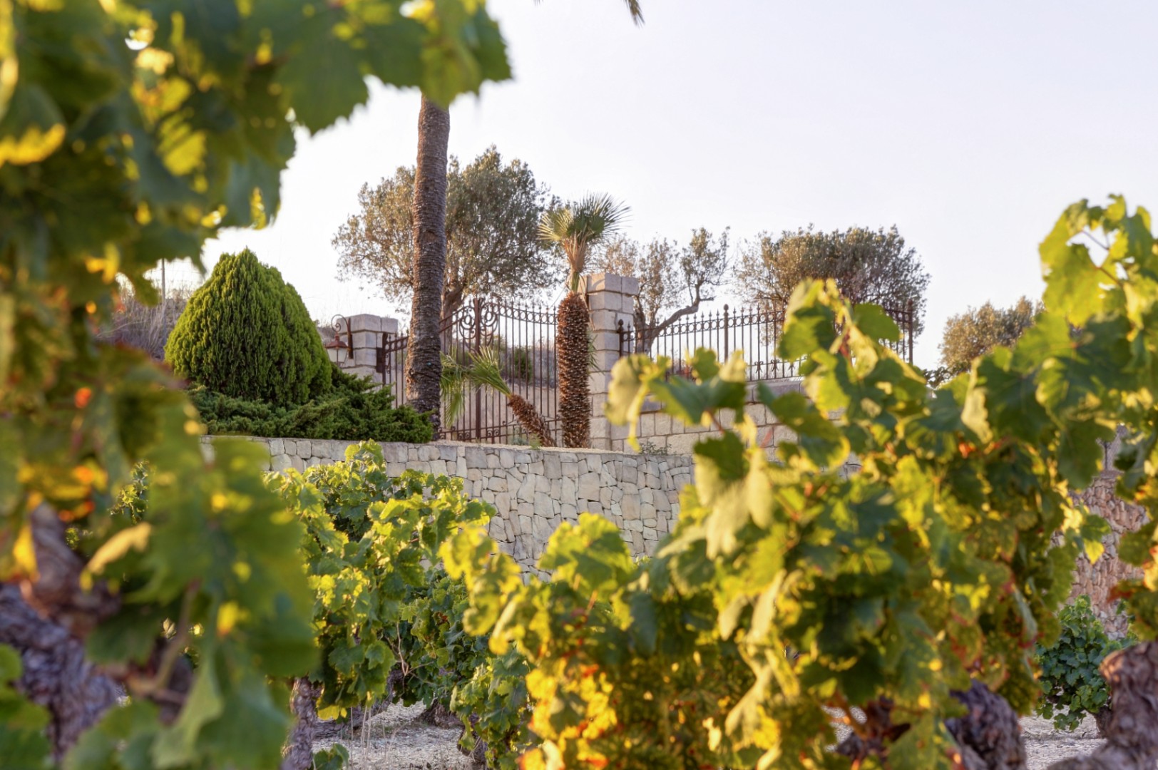 Uitzicht op de eigen wijngaarden en traditionele droge stapelmuur die het landgoed omringt, met mediterrane beplanting en een smeedijzeren hekwerk.