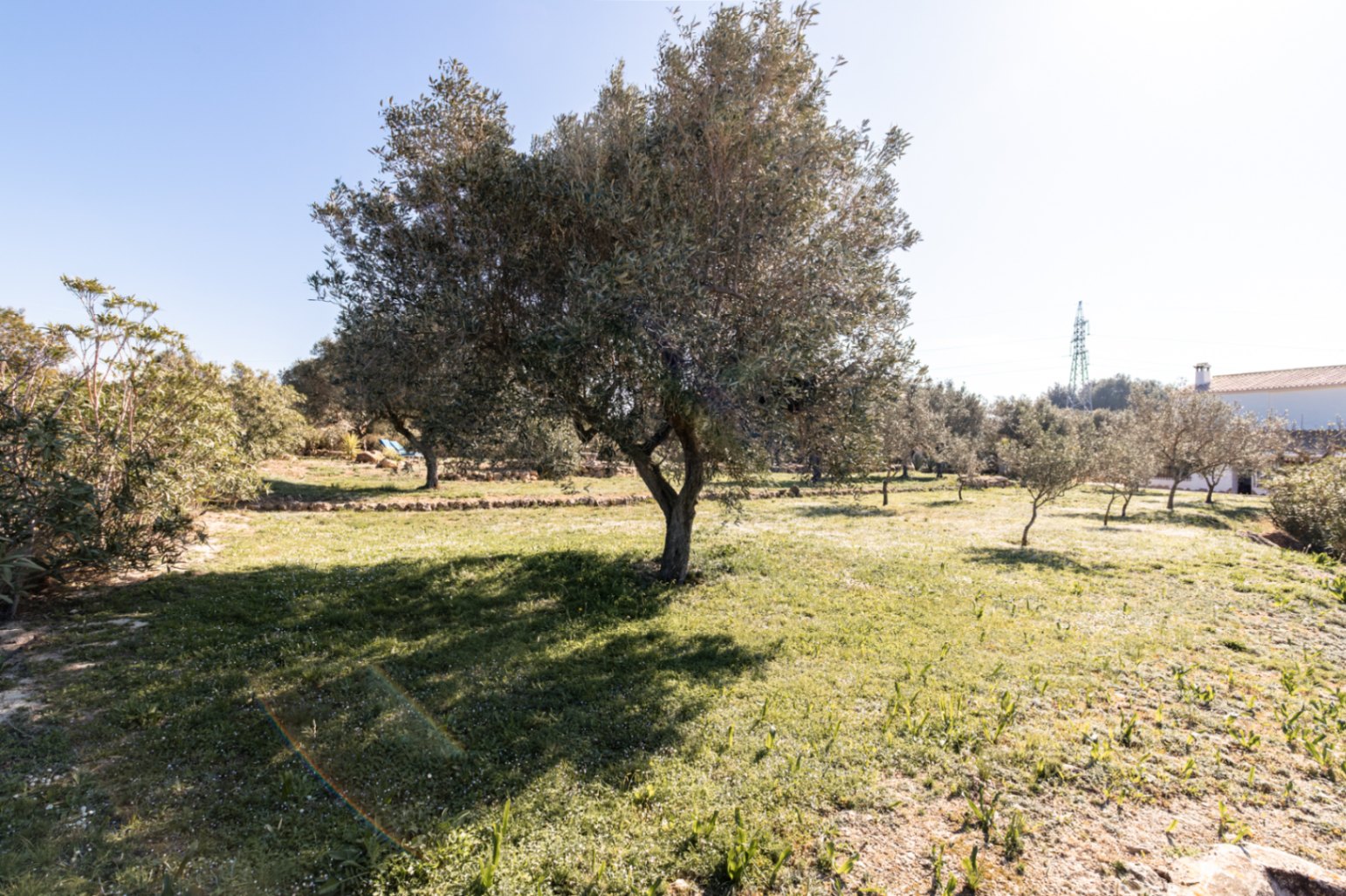 Uitgestrekte mediterrane tuin met volwassen olijfbomen en natuurstenen muurtjes op een zonnig gazon.