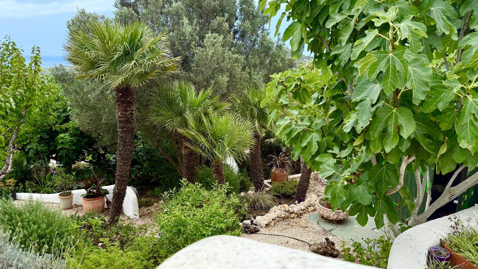 Volgroeide mediterrane tuin met palmbomen, een vijgenboom en grindpaden, omzoomd door natuurstenen muurtjes en met uitzicht op de Middellandse Zee.