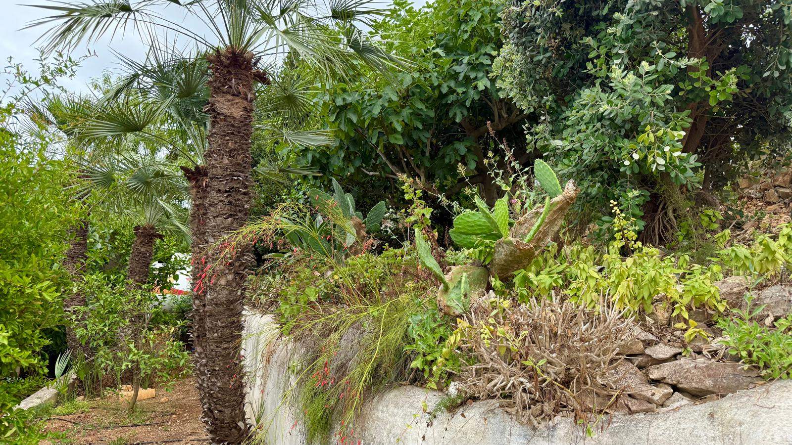 Volgroeide mediterrane tuin met palmbomen, vijgcactussen en dichte begroeiing op stenen terrassen, voorzien van een druppelbevloeiingssysteem.