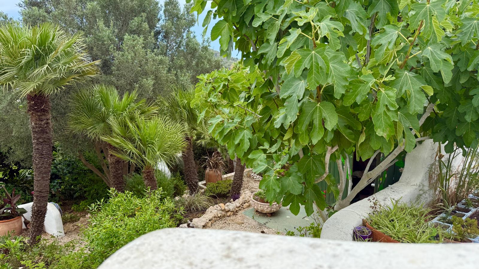 Volgroeide mediterrane tuin met vijgenbomen, palmen en grindpaden, omzoomd door witte muren in de karakteristieke Ibiza-stijl.