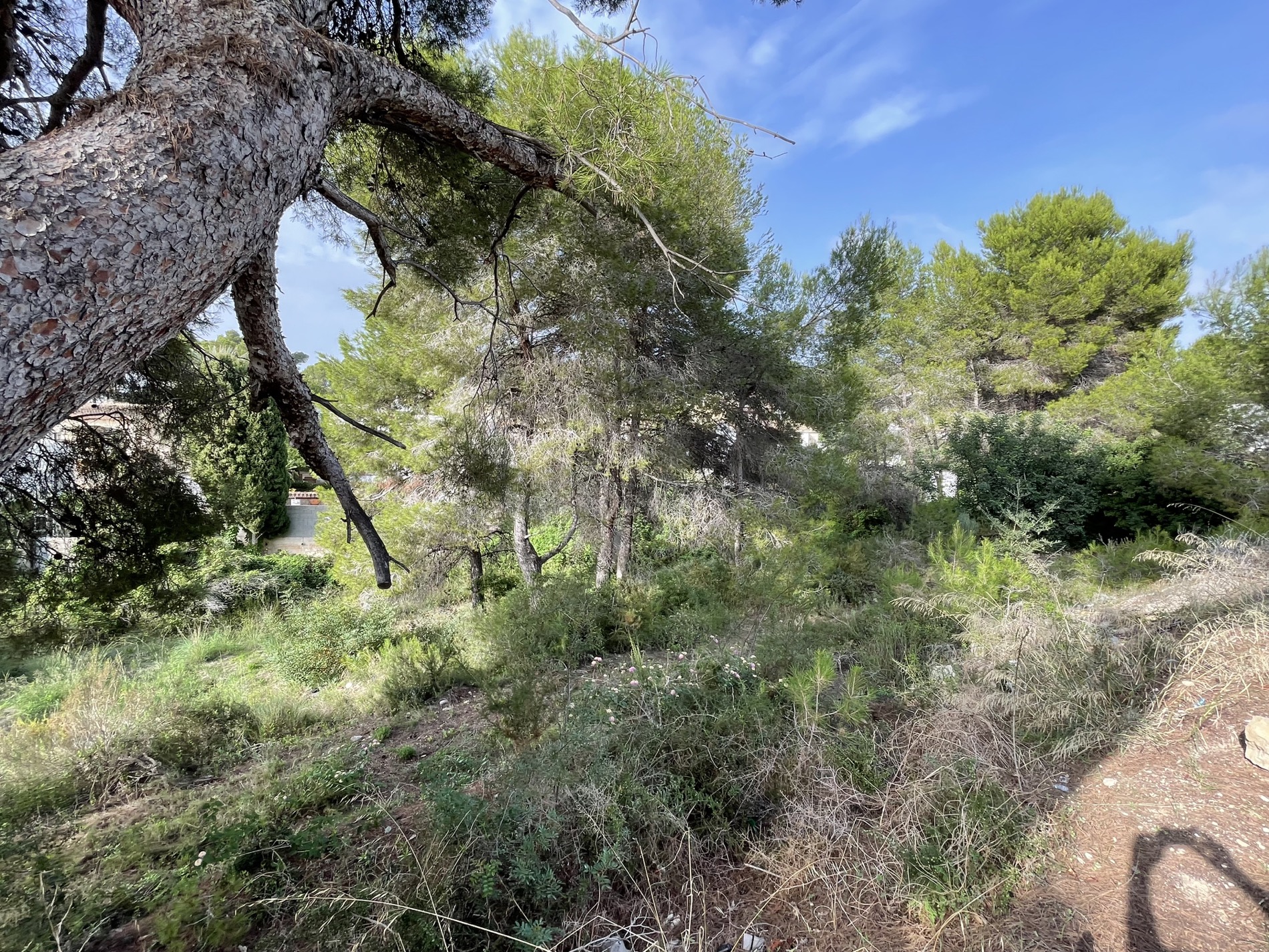 Natuurlijk terrein met volwassen pijnbomen en inheemse mediterrane vegetatie, wat zorgt voor een bosrijke en privéomgeving onder de heldere hemel van Moraira.