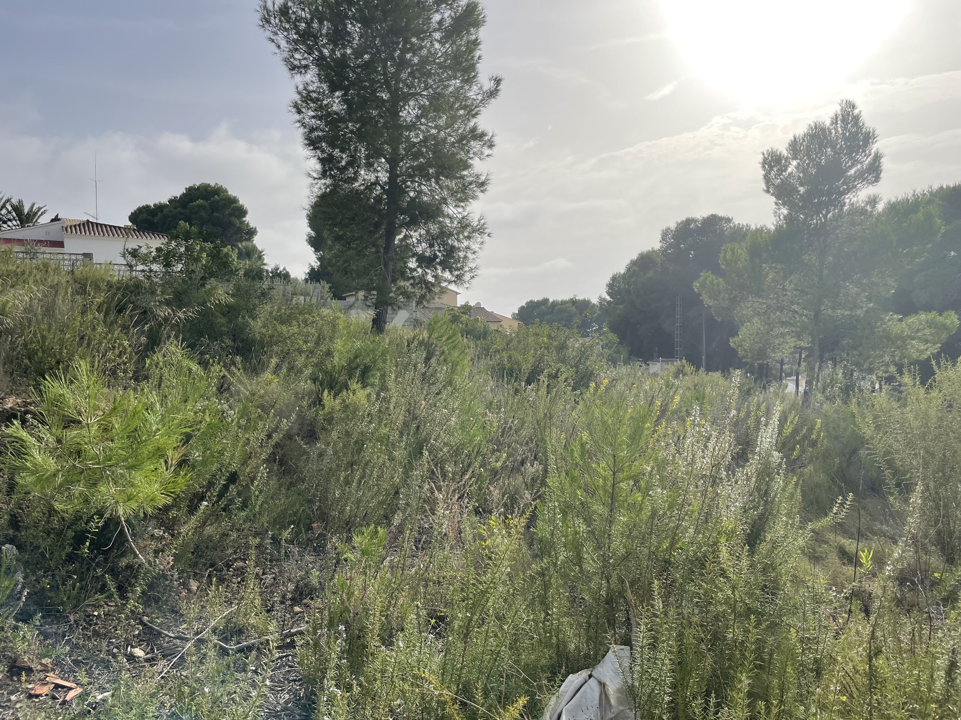 Uitzicht op het natuurlijke perceel met inheemse mediterrane vegetatie, een karakteristieke hoge pijnboom en omringend groen onder de Spaanse zon.