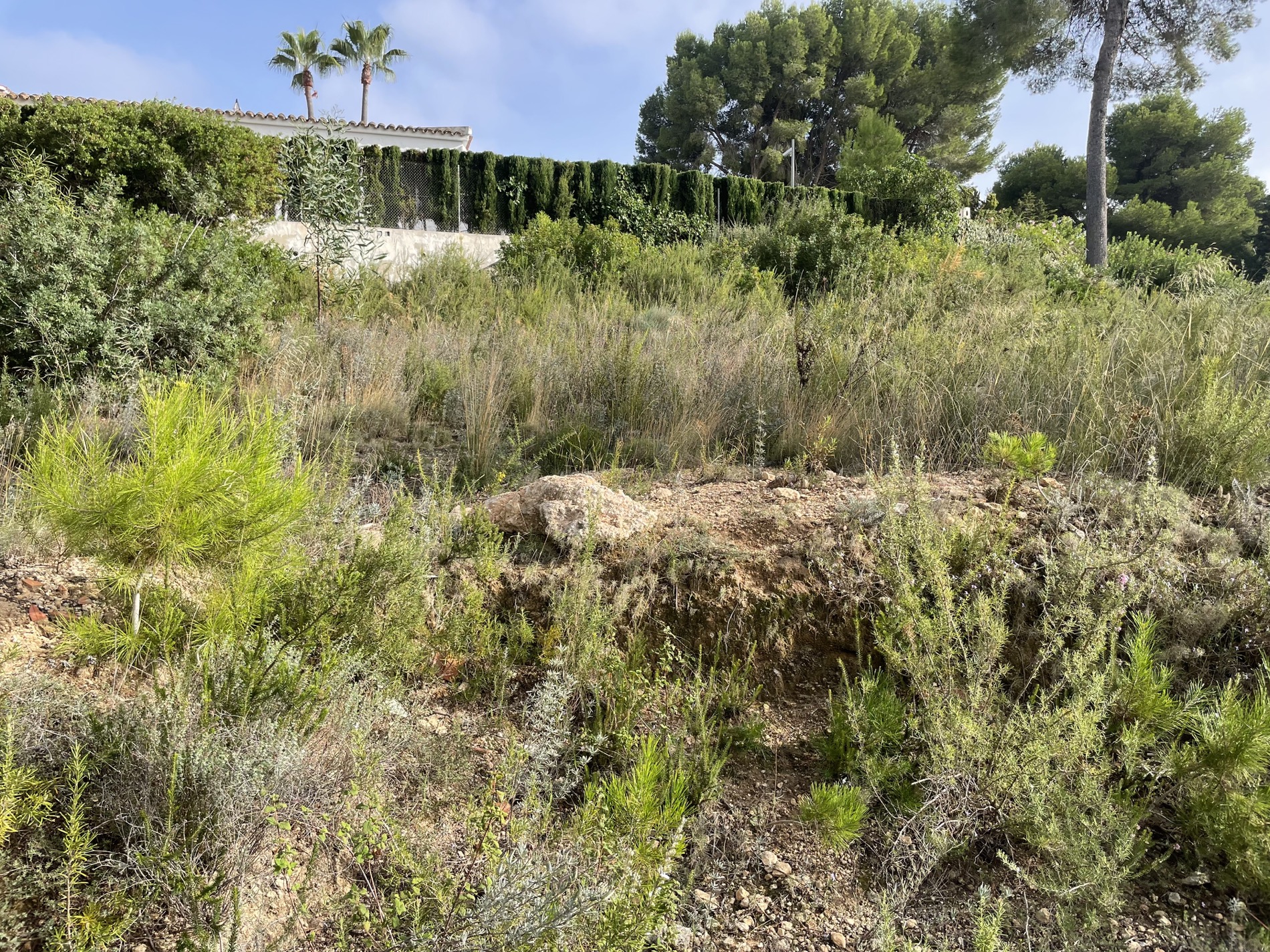 Verhoogd perceel met inheemse mediterrane vegetatie, wilde struiken en pijnbomen, grenzend aan naburige eigendommen met cipressenheggen.