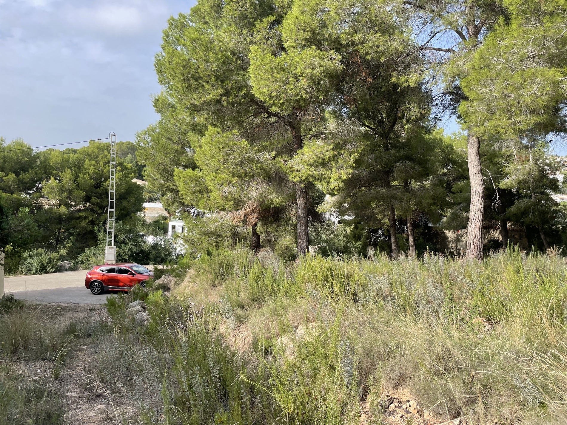 Verhoogd zicht op het perceel met volwassen mediterrane pijnbomen en natuurlijke vegetatie naast de geasfalteerde toegangsweg.
