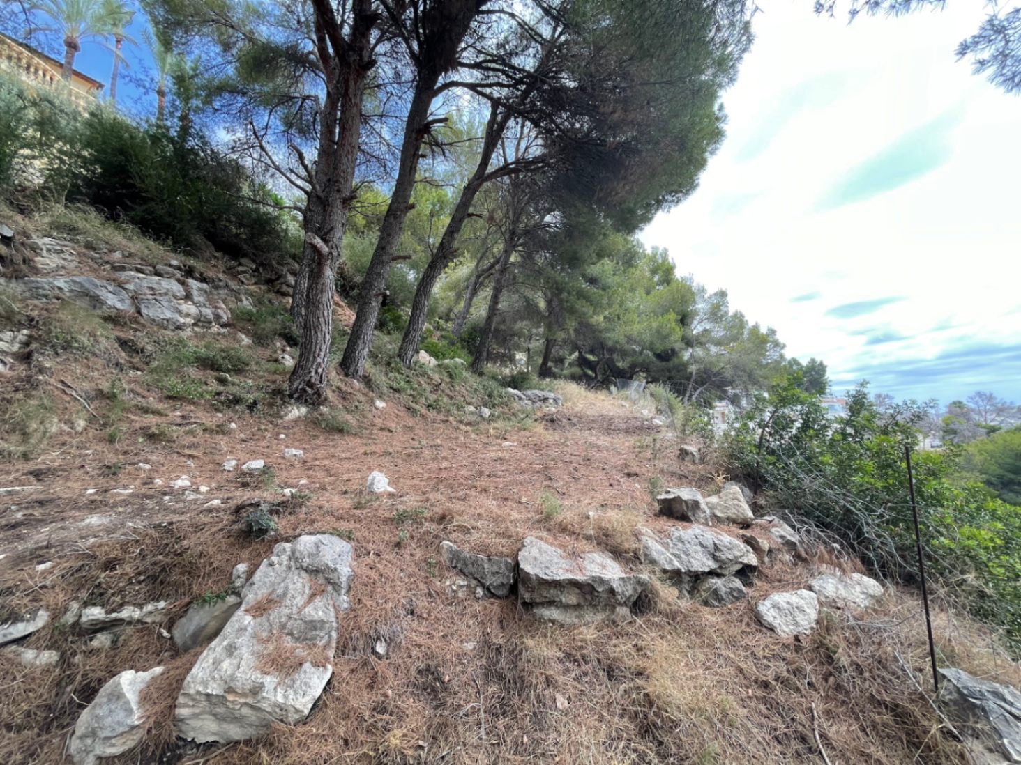 Geaccidenteerd bouwperceel met volwassen pijnbomen en natuurlijke rotsformaties. Een authentieke mediterrane omgeving voor een nieuwbouwproject.