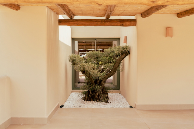 Binnenplaats met een karakteristieke olijfboom op wit grind, afgewerkt met een plafond van natuurlijke houten balken en riet.