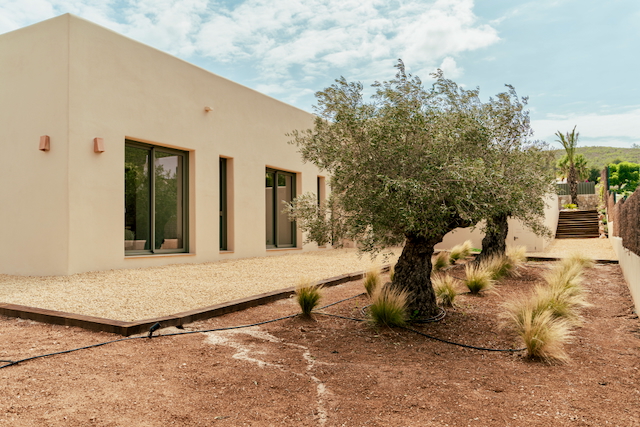 Moderne zandkleurige gevel met donkere raamkozijnen, geïntegreerd in een mediterrane tuin met oude olijfbomen en decoratief grind.