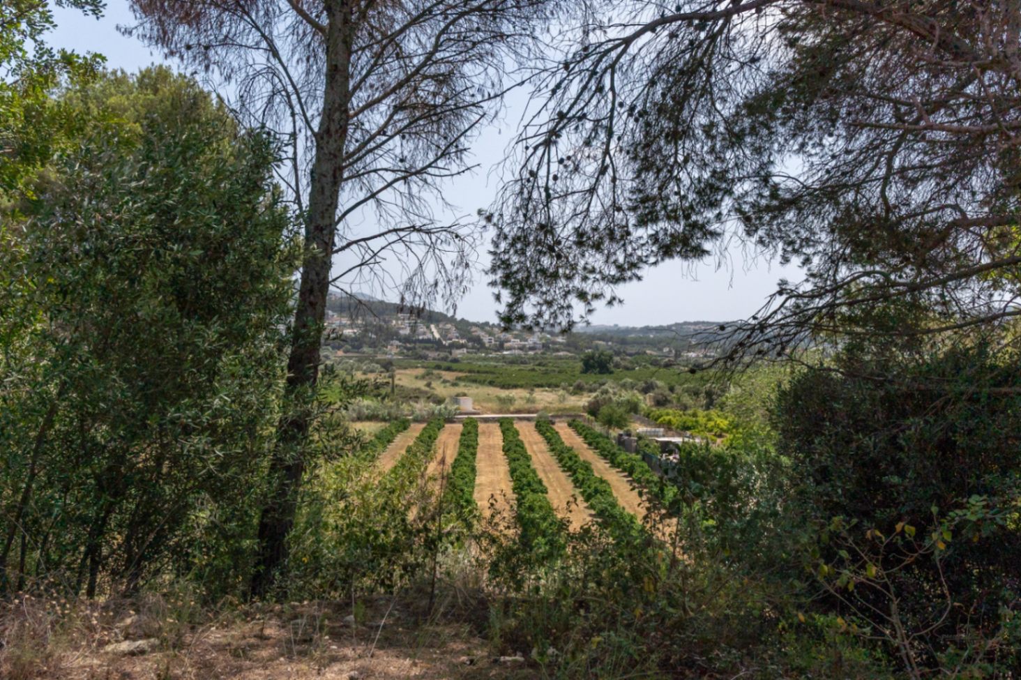 Verhoogd panoramisch uitzicht over de vallei met gestructureerde boomgaarden, omlijst door mediterrane pijnbomen en inheemse beplanting.